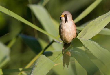 Bearded tit, Panurus biarmicus. Adult male, father of chicks