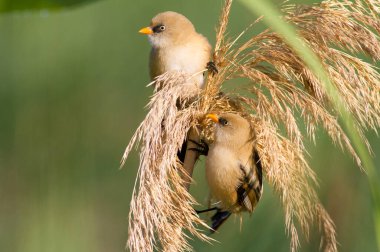 Bearded tit, Panurus biarmicus. Young tits