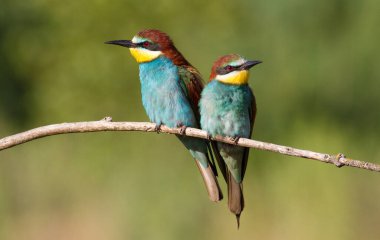 Arı yiyici, Avrupa arı yiyici, Merops apiaster. İki kuş bir dalda oturuyor.