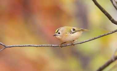Goldcrest, altın tepeli krallık, Regulus Regulus. Avrupa 'daki en küçük kuş.