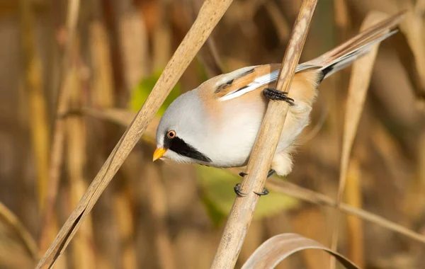 Bearded Tit Panurus Biarmicus Male Has Luxurious Mustache — Stockfoto