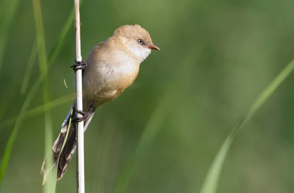 Mésange Barbu Panurus Biarmicus Jeunes Oiseaux Mâles Femelles Bonjour Aube — Photo