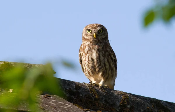 Steinkauz Athene Noctua Der Vogel Sitzt Auf Dem Dach Des — Stockfoto