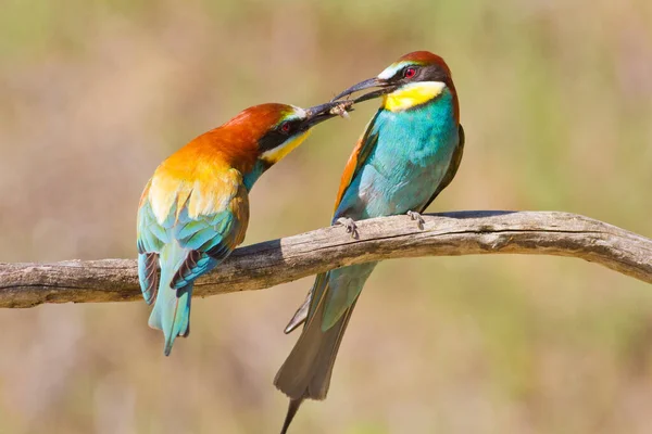 European bee eater, Merops apiaster. Common bee-eater. A family of bee-eater, a male gives a female a bee, takes care of a female