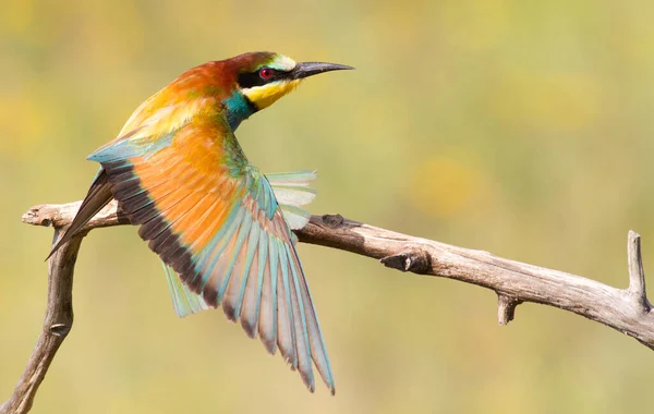 Merops Apiaster Sıradan Bir Arı Yiyici Kuş Kanatlarını Açtı — Stok fotoğraf