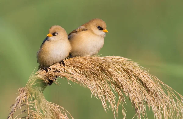 Bearded Tit Panurus Biarmicus Young Tits — Stock fotografie