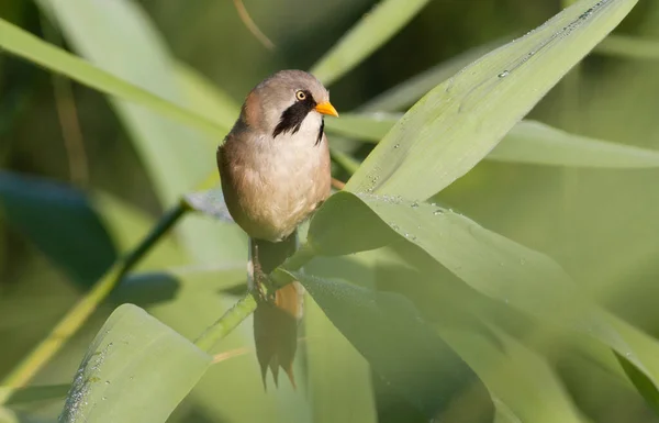 Teta Barbuda Panurus Biarmicus Hombre Adulto Padre Pollitos — Foto de Stock