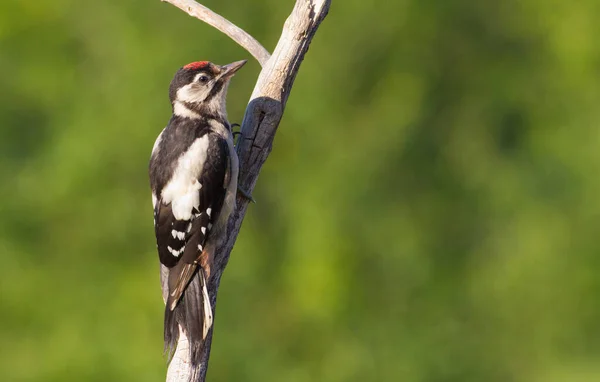 Dendrocopos Syriacus Syrian Woodpecker Bird Sits Branch — Stock Photo, Image