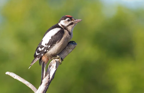 Dendrocopos Syriacus Syrian Woodpecker Bird Sits Branch — Stock Photo, Image