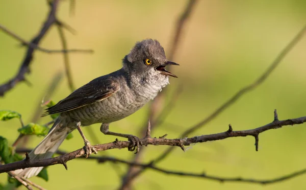 Barred Warbler Sylvia Nisoria Frumoasă Pasăre Cântătoare Pasărea Cântă Așezat — Fotografie, imagine de stoc