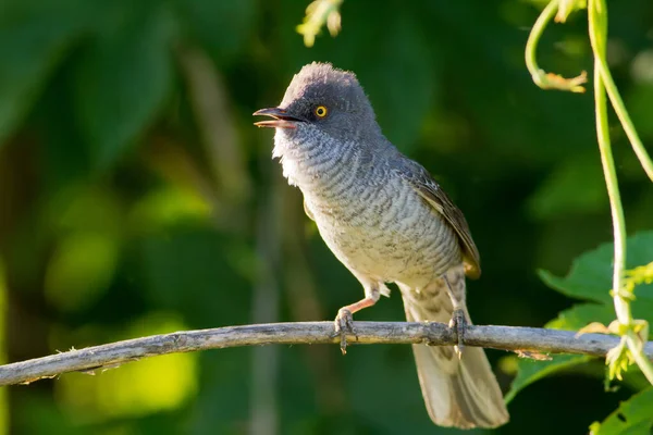 Barred Warbler Sylvia Nisoria Beautiful Songbird Bird Sings Sitting Bush — Stock Photo, Image