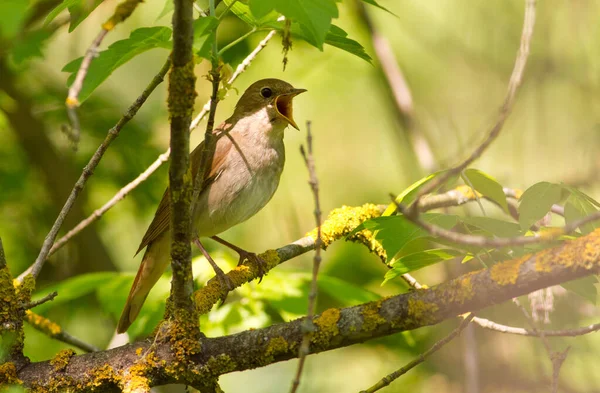 Słowik Luscynia Nightingale Niepozorny Ptak Bardzo Pięknym Dźwiękowym Głosem — Zdjęcie stockowe
