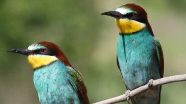 Avrupalı arı yiyici, Merops apiaster. Güzel renkli kuş