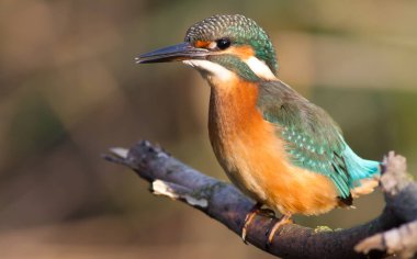 Kingfisher, Alcedo. Genç bir kuş nehrin yukarısındaki bir dala oturur.