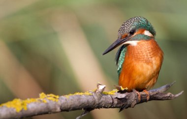 Kingfisher, Alcedo. Genç bir kuş nehrin yukarısındaki bir dala oturur.