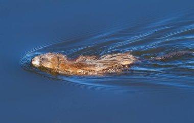 Muskrat, ondatra zibethicus. Sabah erkenden nehirde yüzer