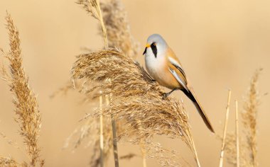 Bearded tit, panurus biarmicus. A male bird sits on a reed in the light of the morning sun