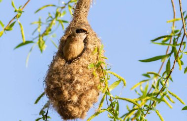 Penduline tit, remiz. A bird builds a nest that looks like a mittens