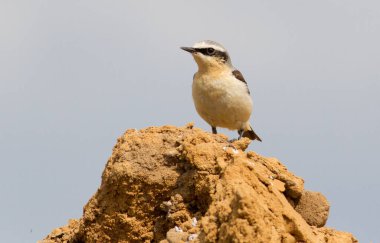 Wheatear, oenanthe. Erkek bir kuş bir kum yığını üzerinde bir kum ocağında oturur ve dikkatlice dinler ve neler olduğunu izler.