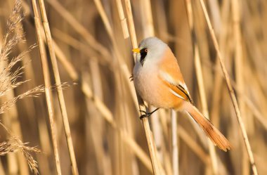 Bearded tit, panurus biarmicus. Bird sitting on reed near a river. Early sunny morning