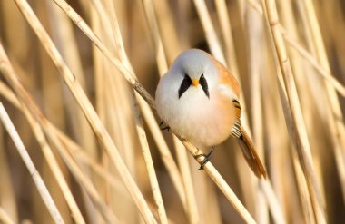 Bearded tit, panurus biarmicus. Bird sitting on reed near a river. Early sunny morning. The male pouted like a ball