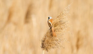 Bearded tit, panurus biarmicus. Bird sitting on reed near a river. Early sunny morning