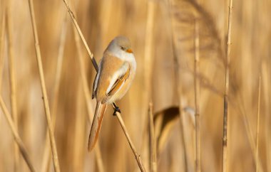 Bearded tit, panurus biarmicus. Bird sitting on reed. Female