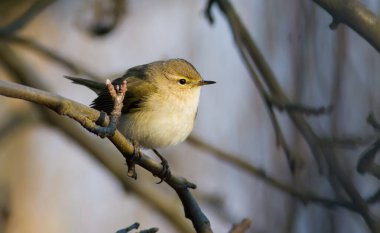Avrupa chiffchaff, phylloscopus collybitus. Bir dala yakın oturan kuş.