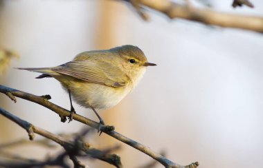 Avrupa chiffchaff, phylloscopus collybitus. Bir dala yakın oturan kuş.