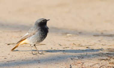 Siyah kızıl, Phoenicurus ochruros. Parktaki raylarda oturan bir erkeğin portresi.