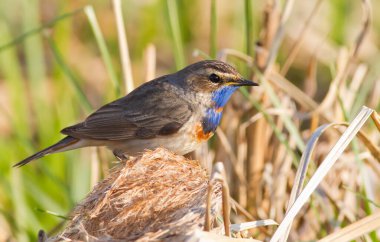 Bluethroat, Luscinia svecica. Kuş bakışı.