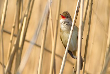 Büyük sazlık bülbülü, akrosefalus arundinaceus. Kuş sazlığa oturur ve şarkı söyler.