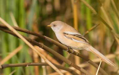 Bearded tit, panurus biarmicus. A female bird sits on a reed