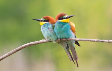 Sıradan arı yiyici, Merops apiaster. Üç güzel kuş ince bir dala oturur.