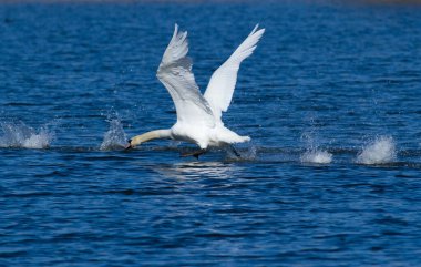 Dilsiz kuğu. Kuş suyla koşar