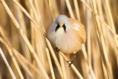 Bearded tit, panurus biarmicus. Bird sitting on reed near a river. Early sunny morning. The male pouted like a ball