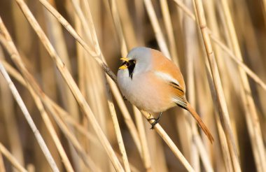 Bearded tit, panurus biarmicus. Bird sitting on reed near a river. Early sunny morning. The male pouted like a ball