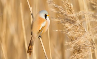Bearded tit, panurus biarmicus. Bird sitting on reed near a river. Early sunny morning