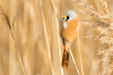 Bearded tit, panurus biarmicus. Bird sitting on reed near a river. Early sunny morning
