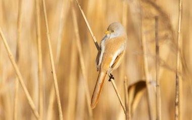 Bearded tit, panurus biarmicus. Bird sitting on reed. Female