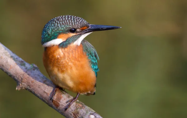 Kingfisher Alcedo Ung Fågel Sitter Gren Ovanför Floden — Stockfoto