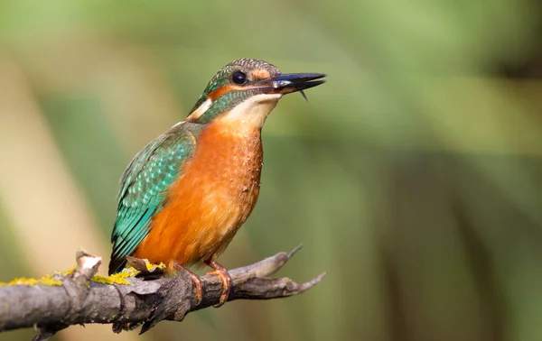 Kingfisher Alcedo Jovem Pássaro Senta Galho Acima Rio Mantém Presa — Fotografia de Stock