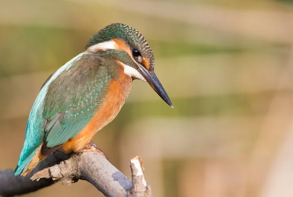 Kingfisher Alcedo Jovem Pássaro Senta Galho Acima Rio — Fotografia de Stock