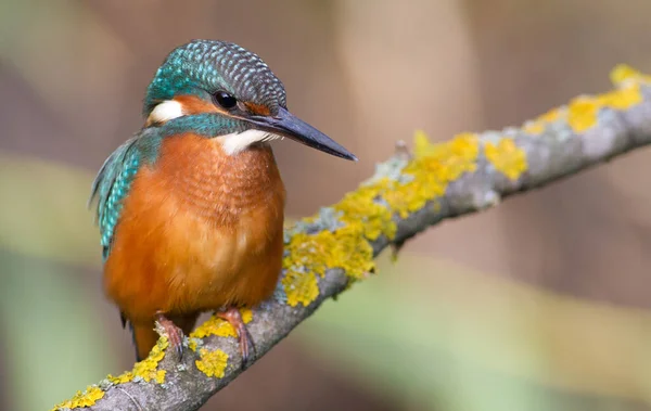 Kingfisher Alcedo Ung Fågel Sitter Gren Ovanför Floden — Stockfoto