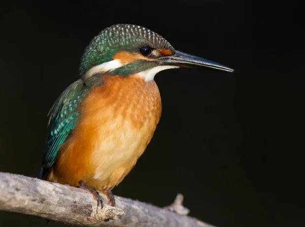 Kingfisher Alcedo Mladý Pták Sedí Větvi Nad Řekou Tmavém Pozadí — Stock fotografie