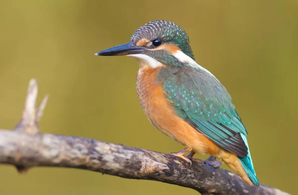 Kingfisher Alcedo Jovem Pássaro Senta Galho Acima Rio — Fotografia de Stock