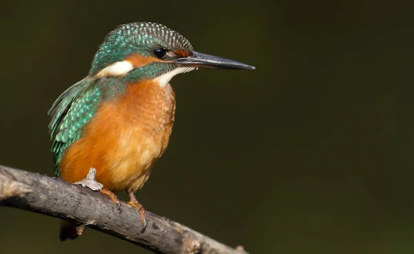 Kingfisher Alcedo Ung Fågel Sitter Gren Ovanför Floden Mörk Bakgrund — Stockfoto