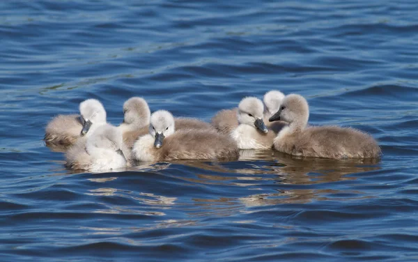 Tavse Svane Cygnus Farve Kyllinger Flyder Floden Efter Moderen - Stock-foto