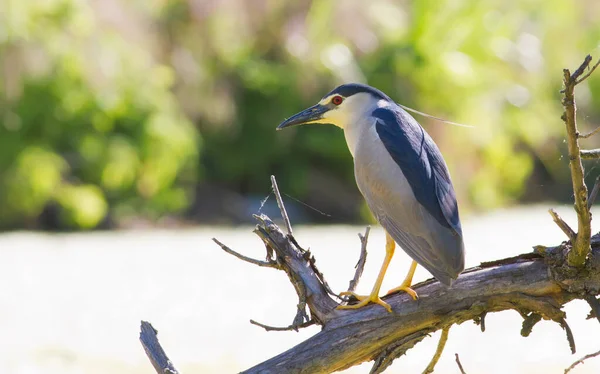 Héron Nuit Nycticorax Oiseau Est Assis Bord Eau Sur Vieil — Photo