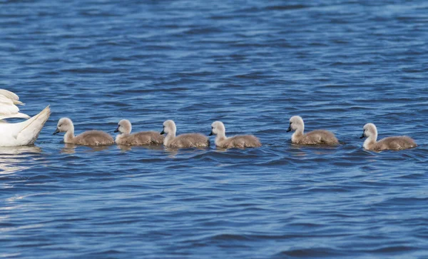 Cisne Mudo Cygnus Olor Pollitos Flotando Río Después Madre — Foto de Stock
